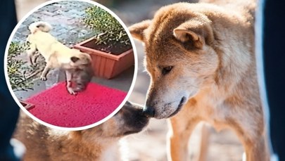 Suczka przyniosła do weterynarza umierającego szczeniaka. Wzruszające nagranie 