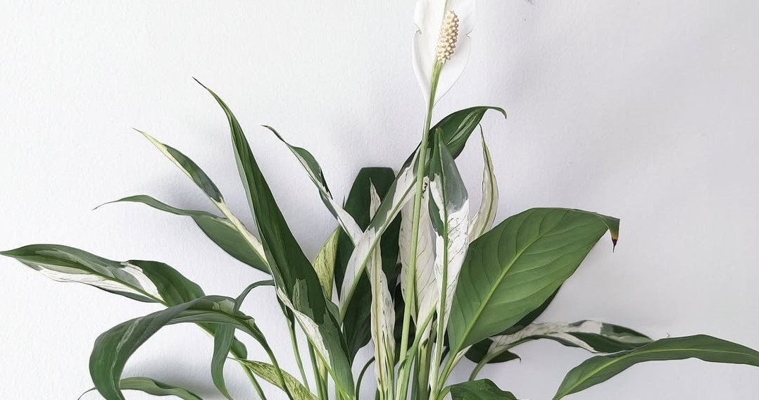 Сухі, жовті або деформовані листки спатифілума сигналізують про те, що рослина відчуває нестачу поживних речовин /Domena publiczna