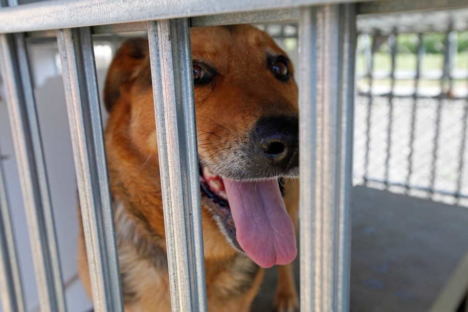Suka Sara, która została zostawiona w upale pod bramą schroniska /Artur Reszko /PAP