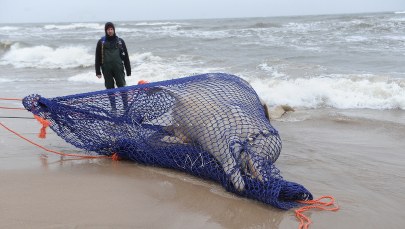 Sukces akcji podnoszenia martwego wieloryba