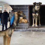 Sukces akcji schroniska w Krakowie. Kilkadziesiąt psów znalazło stały dom