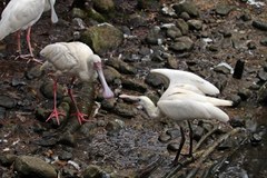 Sukces lęgowy gdańskiego zoo