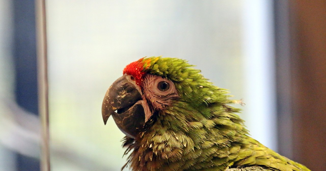 Sukces lęgowy gdańskiego zoo