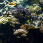 Sukces odbudowy raf koralowych. Zabrzmiała orkiestra podwodnych dźwięków 
