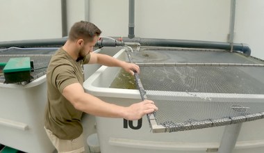 Sukces Polaków. Znaleźli karmę, którą jesiotry pokochały