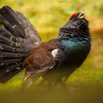 Sukces w hodowli głuszców w Leżajsku. Ptaki trafiają do lasów w całej Polsce