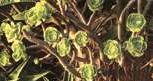 Sukulenty: aeonium i aloes /Encyklopedia Internautica