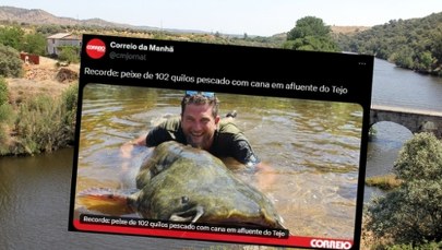 Sum większy niż człowiek. 30 minut szamotaniny z gigantyczną rybą 