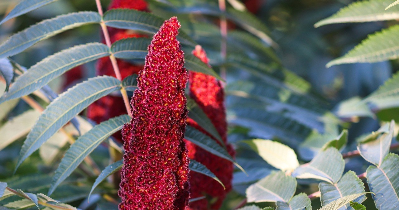 Сумах - це пряність, яку виготовляють з висушених і подрібнених ягід рослини Rhus coriaria /pixabay.com