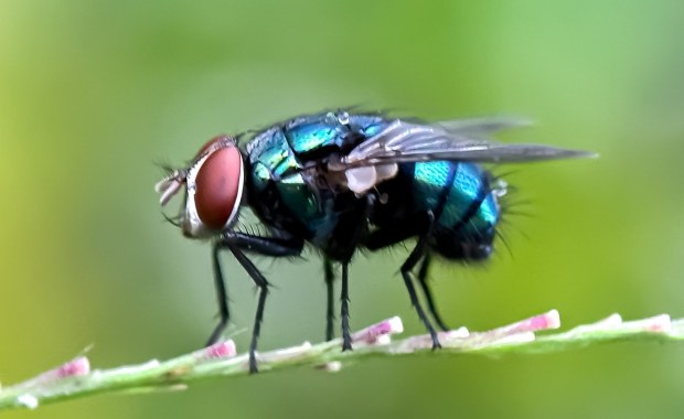 Superbohater i postrach w jednym. Ekspert o muchach