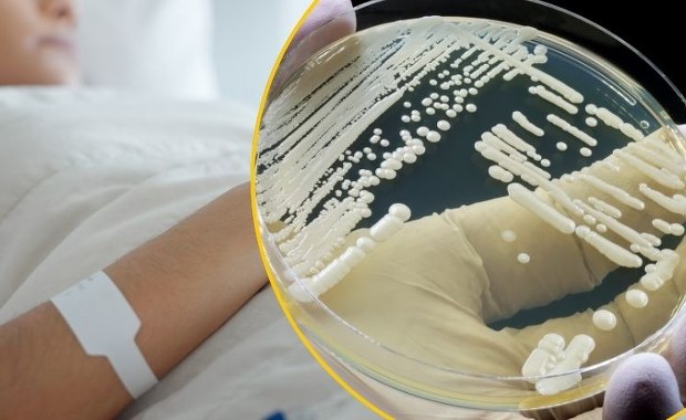 "Supergrzyb" rozprzestrzenia się po Europie. Eksperci biją na alarm