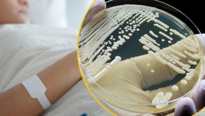 "Supergrzyb" rozprzestrzenia się po Europie. Eksperci biją na alarm