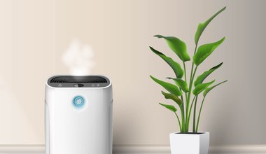 Superroślina oczyści powietrze w twoim domu. Neo P1 to cud bioinżynierii