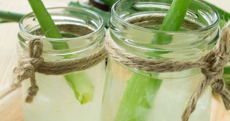 Suplementację soku z aloesu najlepiej zacząć od 30–50 ml czystego żelu aloesowego dziennie /Canva Pro