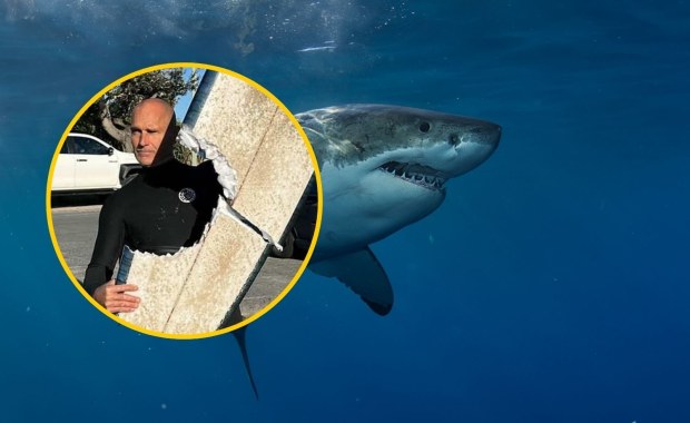 Surfer przeżył spotkanie z rekinem. Zobacz zdjęcie, które obiegło internet