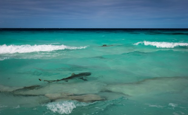 Surfer zaatakowany przez rekina u wybrzeży Honolulu