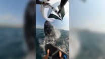 Surfer zderzył się z wielorybem