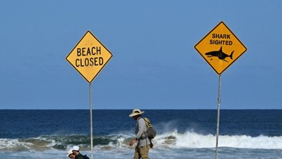​Surfer zmarł po ataku rekina. Miasto zamyka plaże