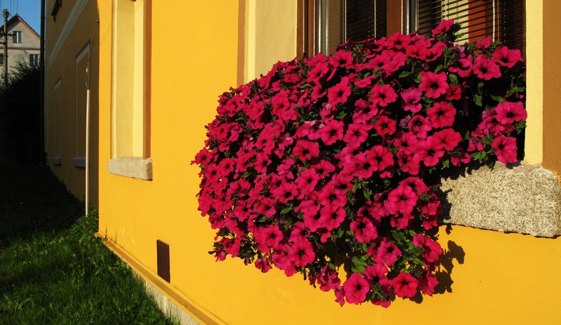 Surfinie - usuwaj przekwitnięte kwiaty, by wzmocnić wzrost nowych /123RF/PICSEL