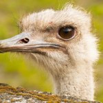 Surowy wyrok za znęcanie się nad strusiem Zenkiem. "Nie znam wyższej kary"