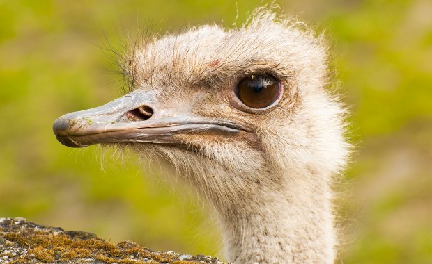 Surowy wyrok za znęcanie się nad strusiem Zenkiem. "Nie znam wyższej kary"