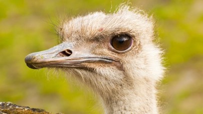 Surowy wyrok za znęcanie się nad strusiem Zenkiem. "Nie znam wyższej kary"