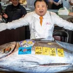 Japonia Sushi za miliony dolarów. Rekordowa cena za tuńczyka na aukcji w Tokio