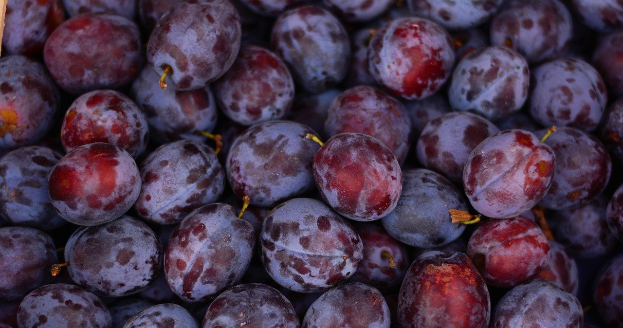 Сушку Сехльонську виготовляють переважно з угорських слив, які добре підходять для сушіння та копчення завдяки своїй солодкості та м’ясистості