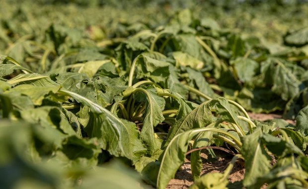 Susza daje się we znaki na Kaszubach. Apel o oszczędzanie wody