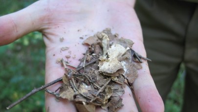 Susza daje się we znaki Słowakom