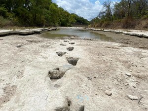La sequía reveló efectos inusuales.  Así caminó el dinosaurio hace 113 millones de años  