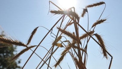 Susza pustoszy uprawne pola. Wielomilionowe straty rolników
