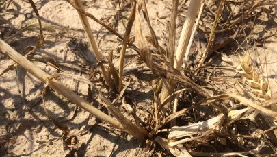 Susza rolnicza już w 14 województwach