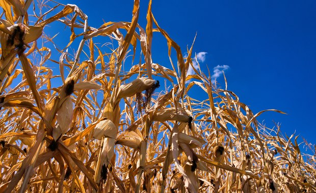Susza rolnicza w ośmiu województwach. Gdzie sytuacja jest najgorsza? 