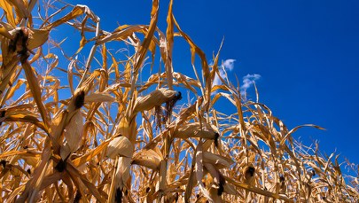Susza rolnicza w ośmiu województwach. Gdzie sytuacja jest najgorsza? 