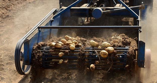 Susza w 2018 r. zrobiła swoje na rynku ziemniaków /AFP