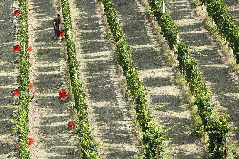 Susza w Europie przeyspieszy zbiory winogron /AFP