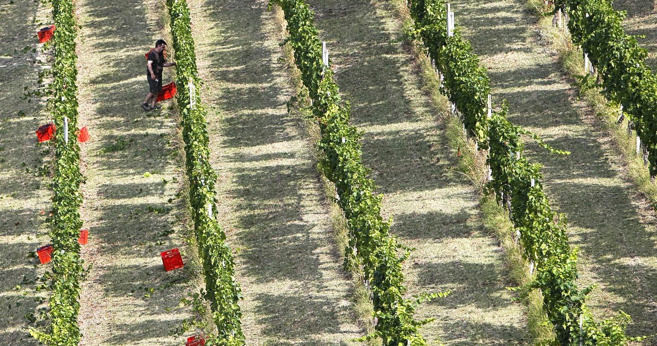 Susza w Europie przeyspieszy zbiory winogron /AFP