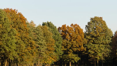 Susza w lasach. Najwyższy stopień zagrożenia pożarowego w 4 województwach