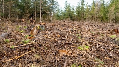 Susza w lasach. Ściółka sucha jak kartka papieru