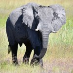 ​Susza w Namibii. Rząd wyprzedaje dzikie zwierzęta, by je ratować