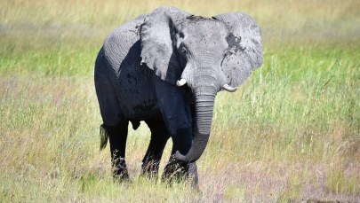 ​Susza w Namibii. Rząd wyprzedaje dzikie zwierzęta, by je ratować