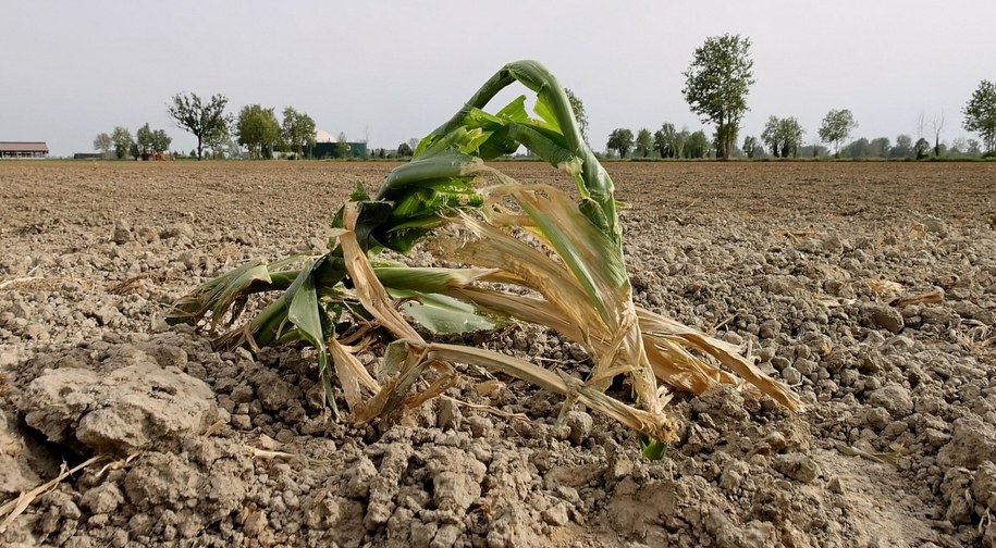 Susza w okolicach Cremony we Włoszech /FILIPPO VENEZIA /PAP/EPA