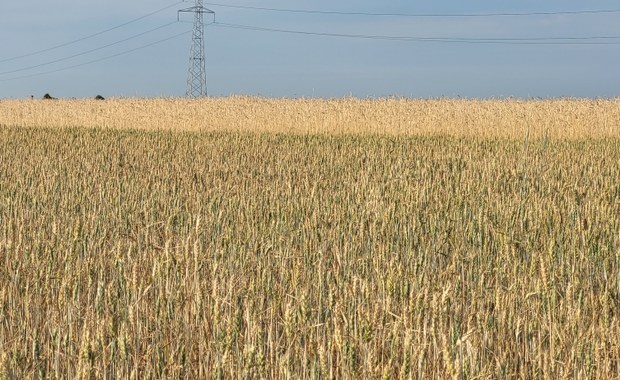 Susza zabija plony: Ostatni deszcz kilka tygodni temu 