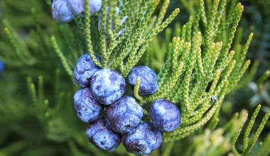 Свіжі та сушені ягоди до м’яса та солінь. Мають протизапальну дію, знижують цукор і зміцнюють імунітет