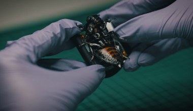 SWARM Biotactics: Karaluchy-cyborgi już działają w służbie NATO