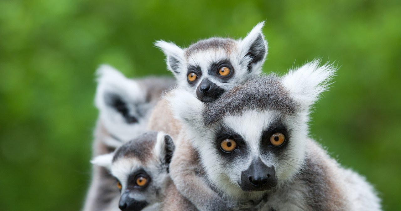 Światowa populacja lemurów ma się coraz gorzej /123RF/PICSEL