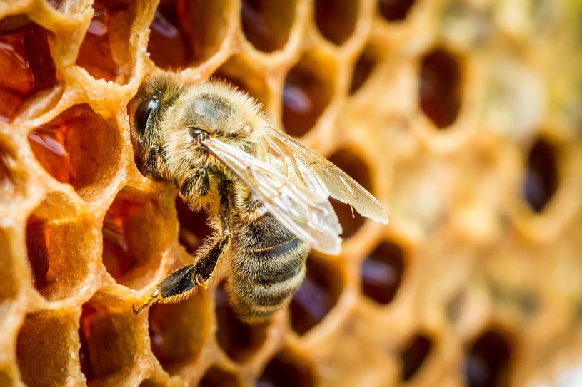 Światowa populacja pszczół jest w złej kondycji /123RF/PICSEL