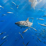 Światowa populacja rekinów zagrożona. To przez szczepionkę przeciwko COVID-19