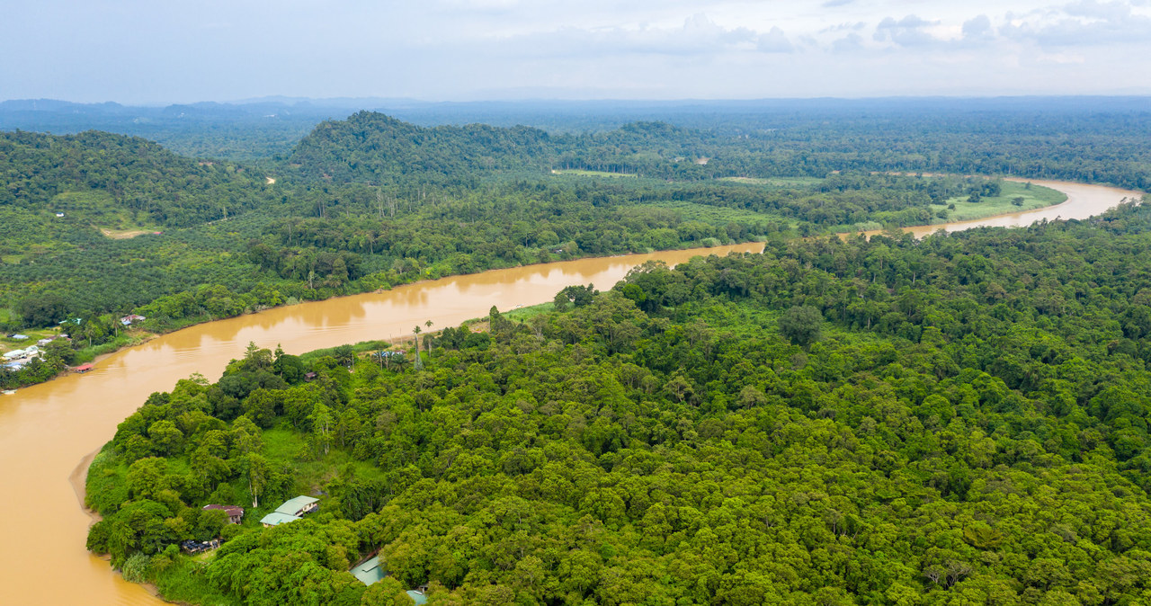 Światowi przywódcy podpisali porozumienie w sprawie zakończenia deforestacji /123RF/PICSEL